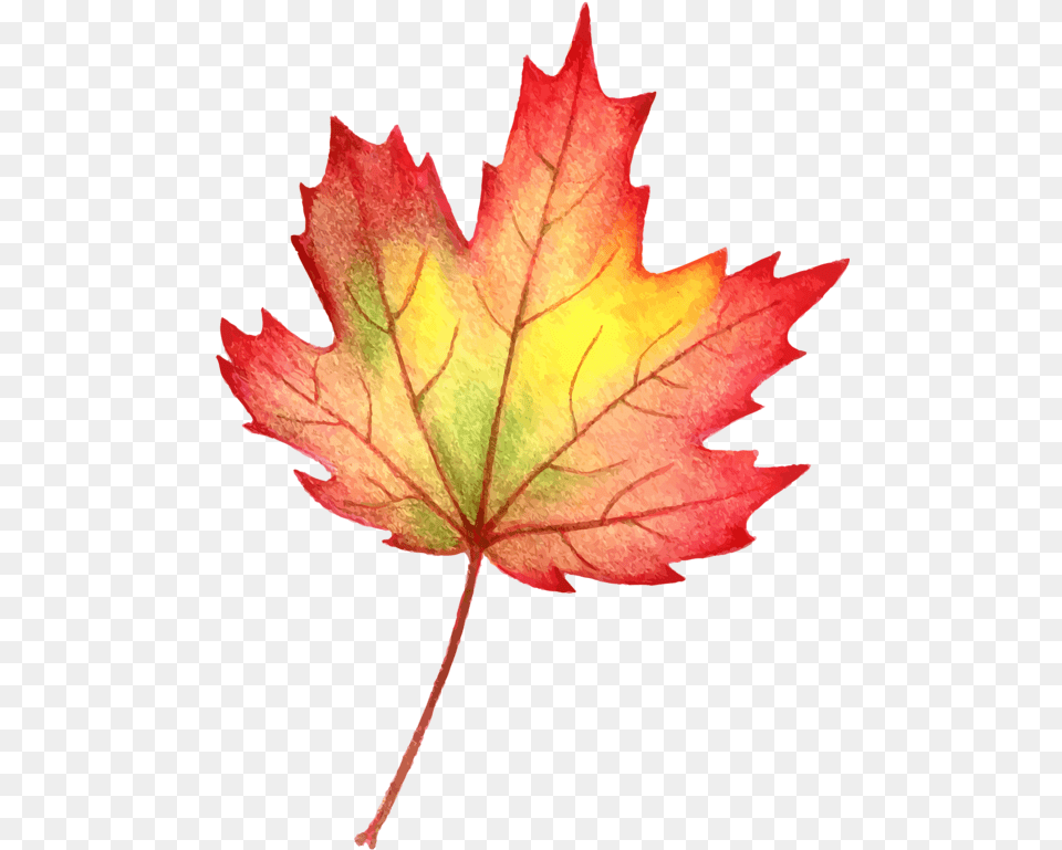 Transparent Maple Autumn Leaf Colour Pencil, Plant, Tree, Maple Leaf Free Png