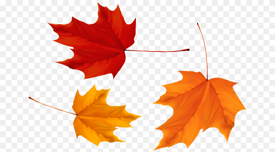 Transparent Maple Leaf Canada Leaves, Plant, Tree, Maple Leaf, Person Free Png Download
