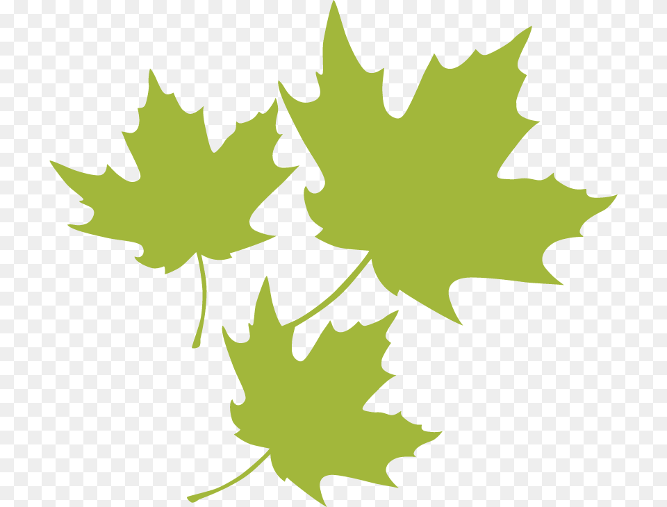 Transparent Maple Leaf Leaf, Maple Leaf, Plant, Tree Png