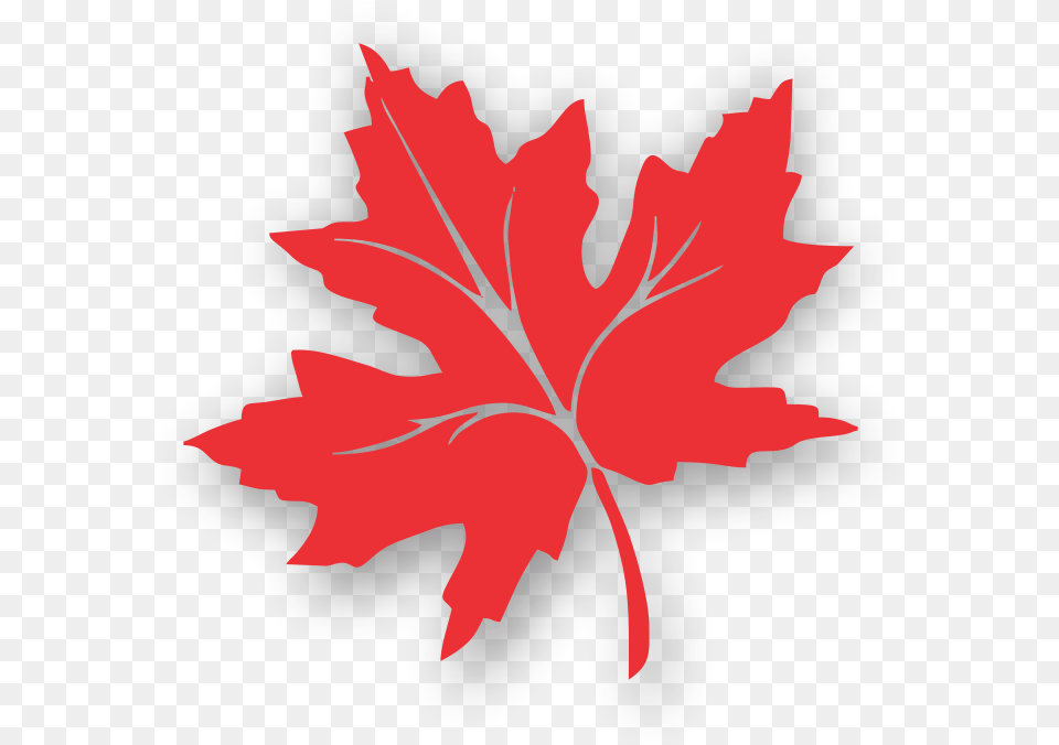 Transparent Maple Leaves Clipart Chinar Leaf Kashmir Logo, Plant, Tree, Maple Leaf, Animal Free Png Download