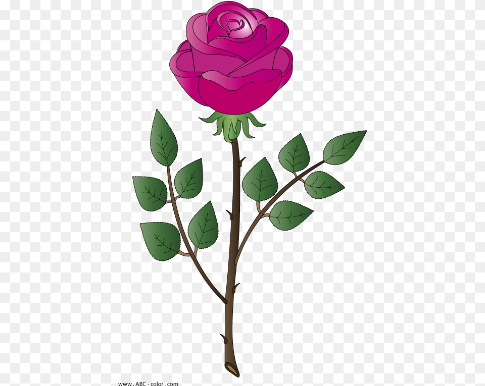 Marcos De Rosas Rosa Bitmap, Flower, Plant, Rose Free Transparent Png