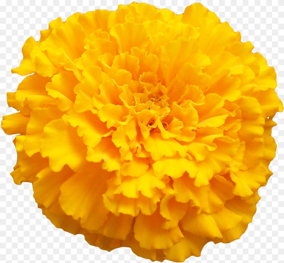 Transparent Marigold Flower, Carnation, Plant, Petal Png Image