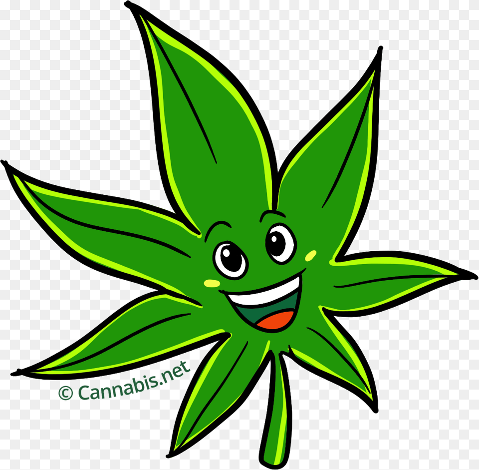 Marijuana Clipart Cartoon Marijuana, Green, Plant, Leaf, Sea Life Free Transparent Png