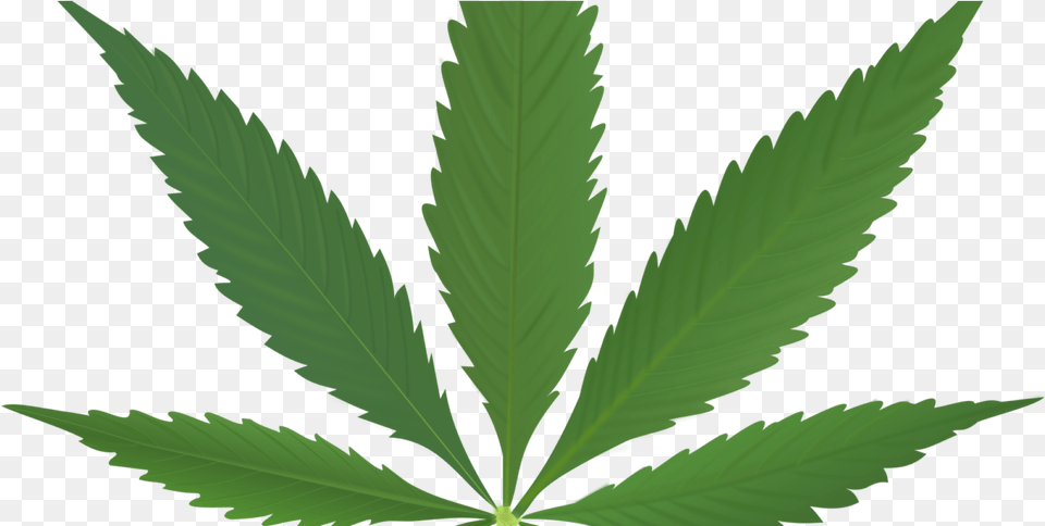 Transparent Marijuana Leaf Icon Excess Nutrients In Weed, Plant, Hemp Free Png