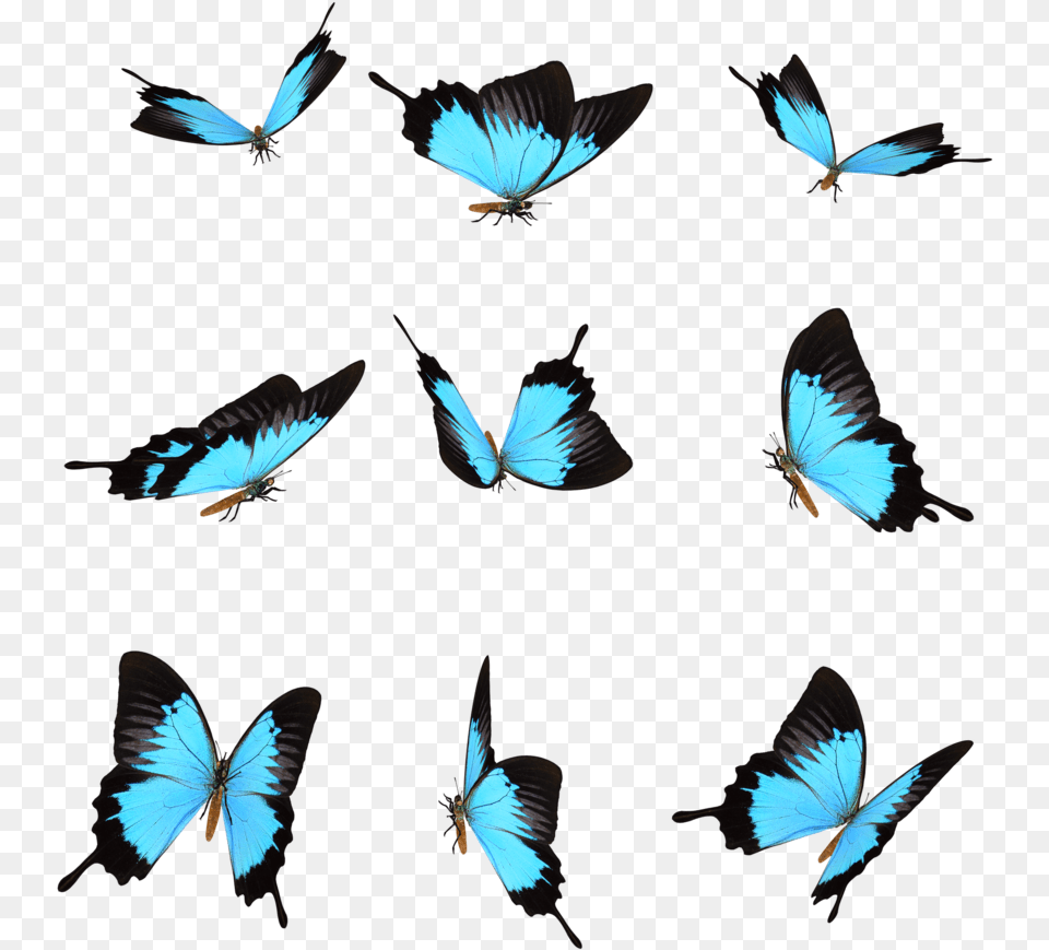 Transparent Mariposas Babochka Na Prozrachnom Fone, Animal, Bird, Flying, Butterfly Png