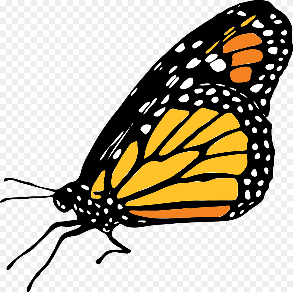Transparent Mariposas Vector Mariposa Monarca Dibujo, Animal, Butterfly, Insect, Invertebrate Free Png