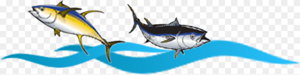 Transparent Marlin Clipart Atlantic Blue Marlin, Animal, Fish, Sea Life, Tuna Free Png Download