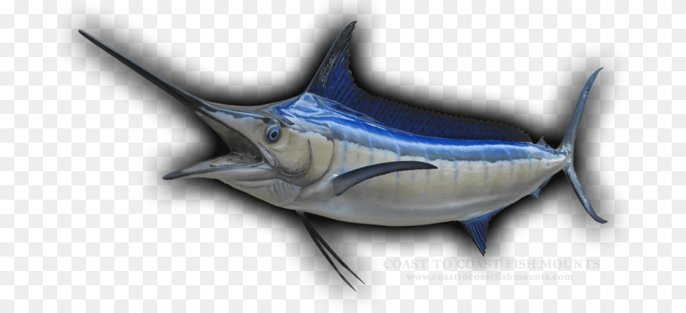 Transparent Marlin Fish Atlantic Blue Marlin, Animal, Sea Life, Swordfish Png