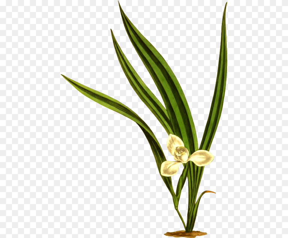 Transparent Marsh Clipart Marica Flowers, Flower, Plant, Amaryllidaceae, Flower Arrangement Png