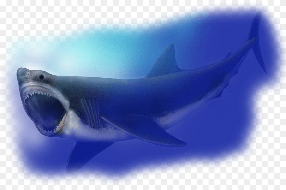 Transparent Megalodon Megalodon Shark Compared To Great, Animal, Fish, Sea Life Free Png Download