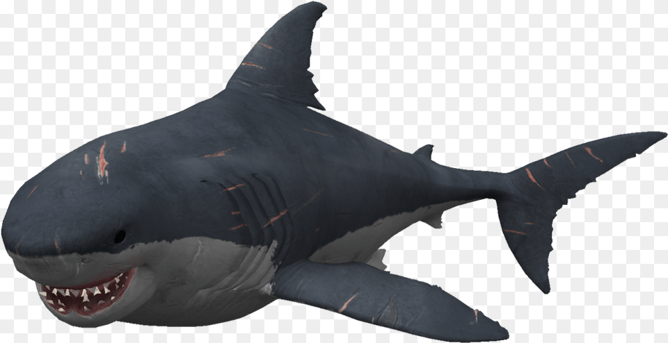 Transparent Megalodon Megalodon Shark Vs Diver Depth, Animal, Sea Life, Fish, Great White Shark Png Image