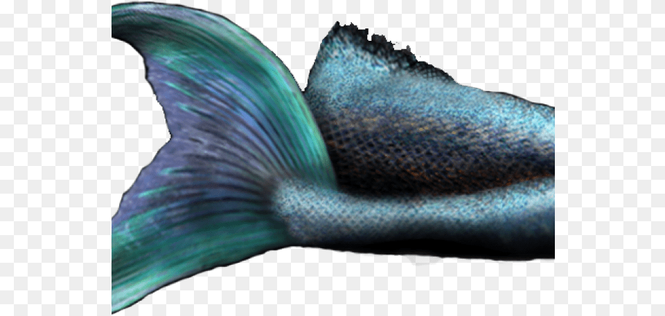 Transparent Mermaid Tail, Animal, Sea Life, Fish, Person Png Image