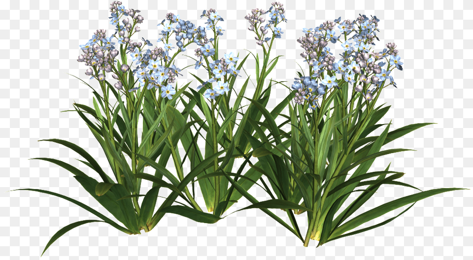 Transparent Mexican Flower Transparent Flowers Garden, Plant Png