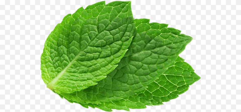 Transparent Mint Leaf, Herbs, Plant Free Png Download