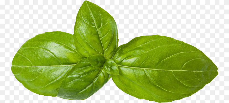 Transparent Mint Leaves Basil, Herbs, Leaf, Plant, Herbal Free Png