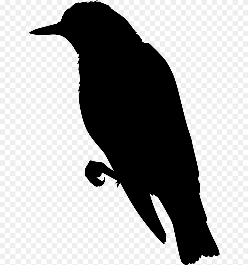 Miss Monochrome Perching Bird, Gray Free Transparent Png