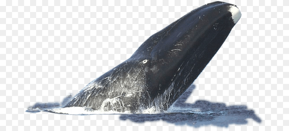 Transparent Mlg Doge Bowhead Whale Facts, Animal, Mammal, Sea Life, Fish Png