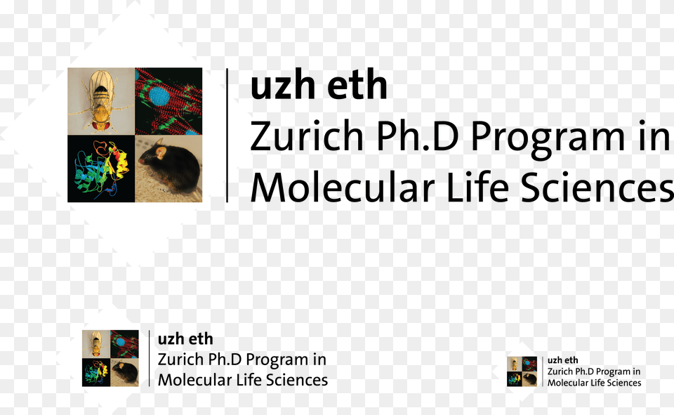 Transparent Mls Molecular Life Sciences Uzh, Art, Collage, Animal, Insect Png