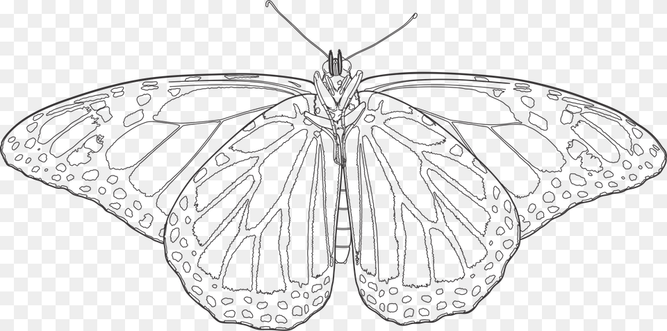 Transparent Monarch Butterflies Monarch Butterfly Drawing Transparent, Art, Animal, Insect, Invertebrate Free Png Download