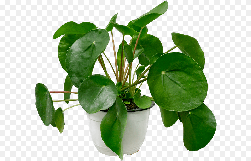 Transparent Money Plant, Flower, Leaf, Potted Plant, Flower Arrangement Free Png