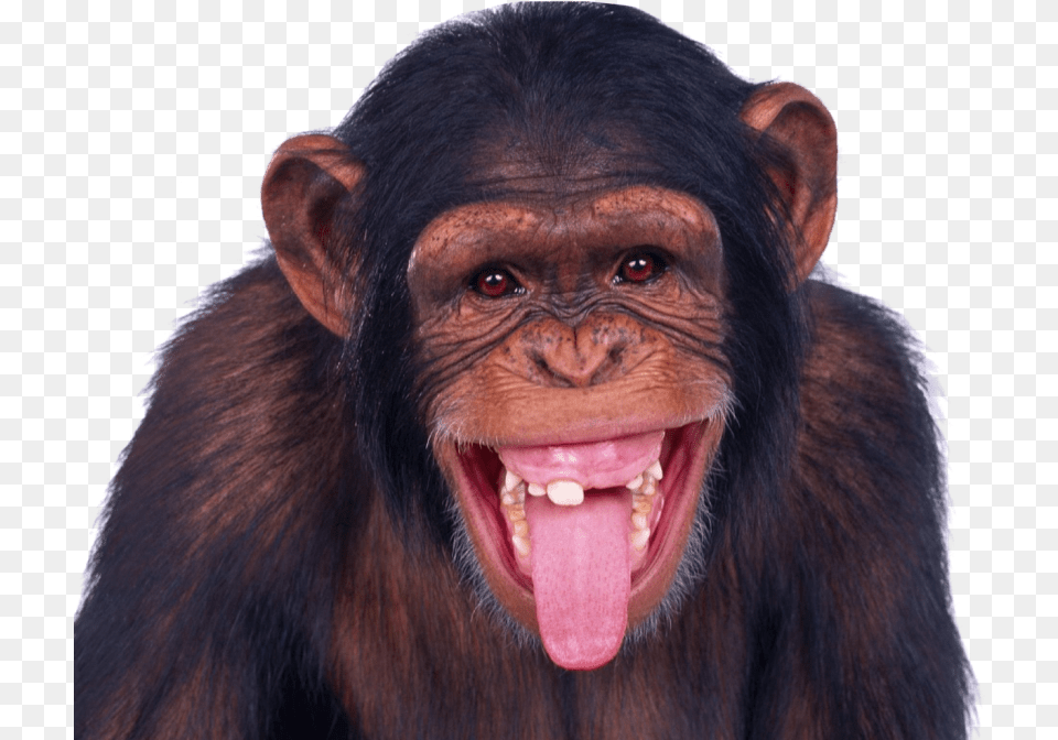 Transparent Monkey, Animal, Mammal, Wildlife, Ape Free Png Download