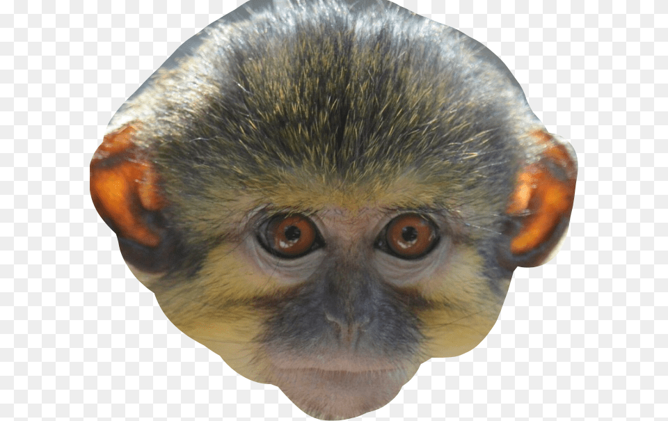 Transparent Monkey Face, Animal, Mammal, Wildlife Free Png