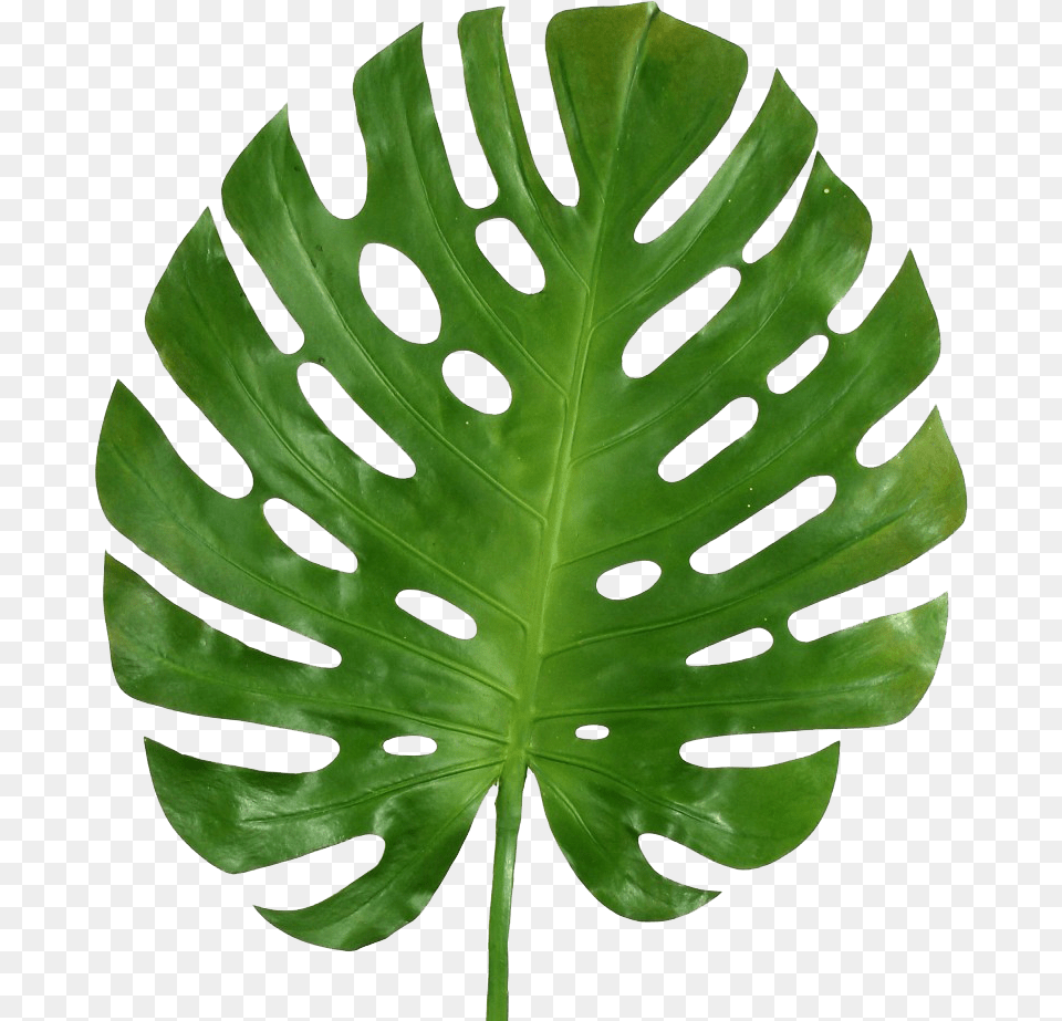 Transparent Monstera Leaf, Plant, Fern Free Png Download