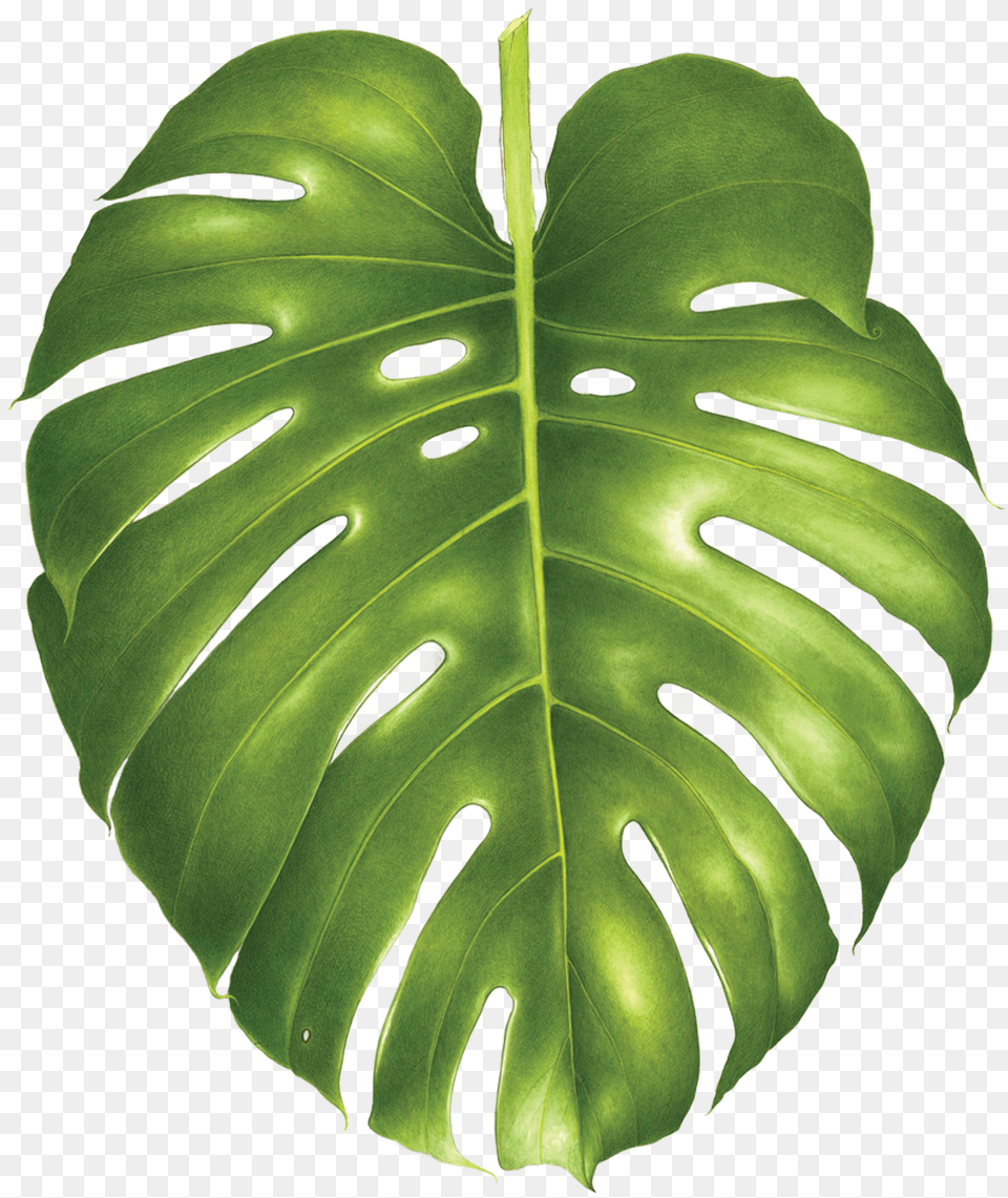 Monstera Leaf Philodendron, Plant Free Transparent Png