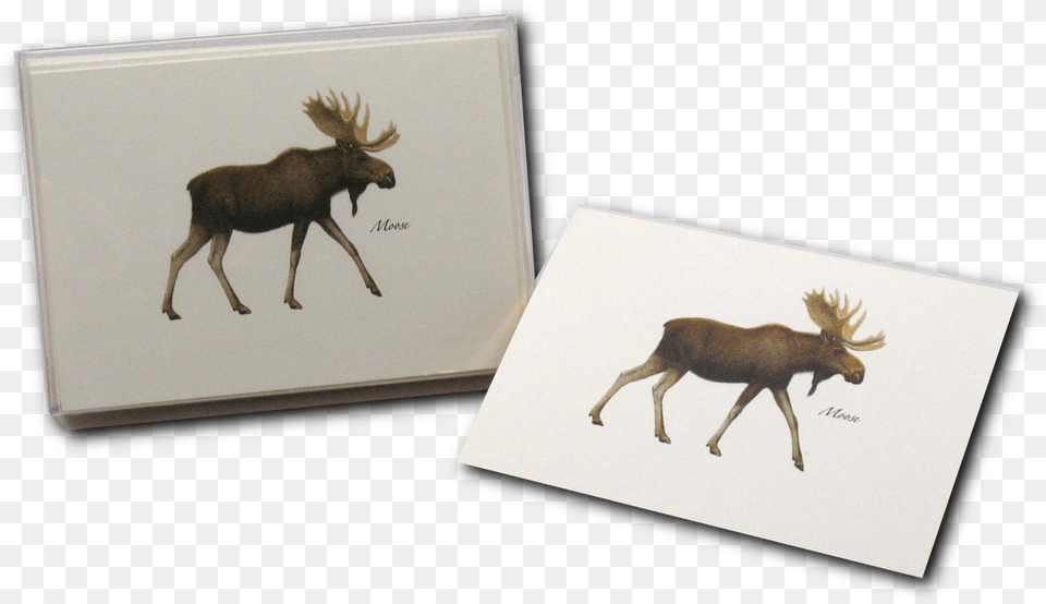 Transparent Moose Elk, Animal, Antelope, Deer, Mammal Free Png