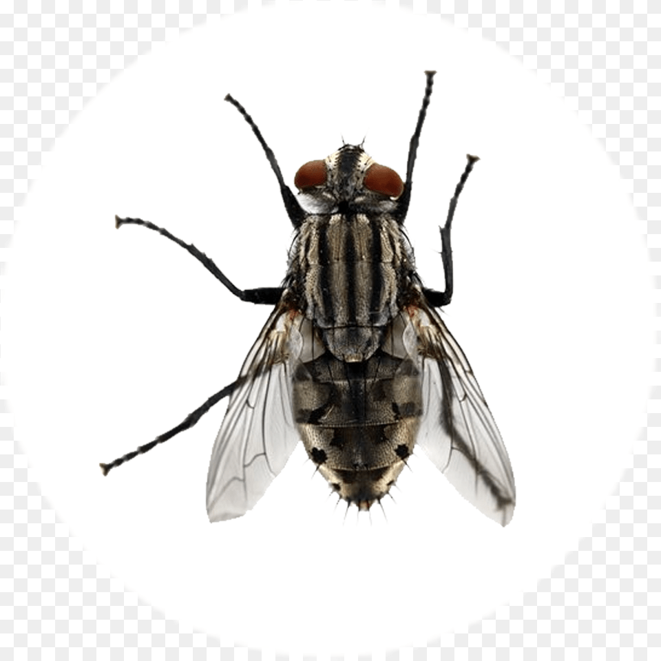 Transparent Mosca Large House Flies, Animal, Fly, Insect, Invertebrate Free Png