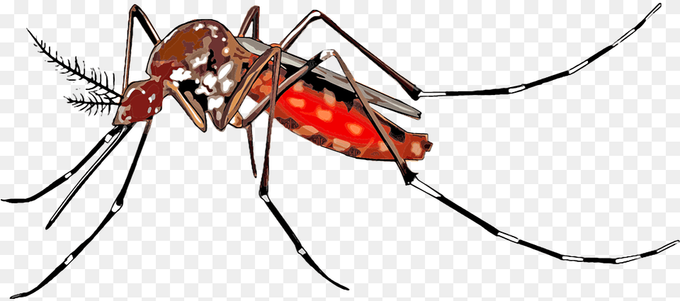 Transparent Mosquito Dengue Mosquito Images, Animal, Insect, Invertebrate Free Png Download