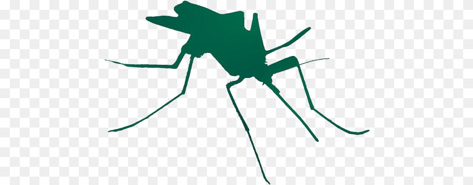 Mosquito Simple Silhouette Silhouette, Animal, Insect, Invertebrate Free Transparent Png