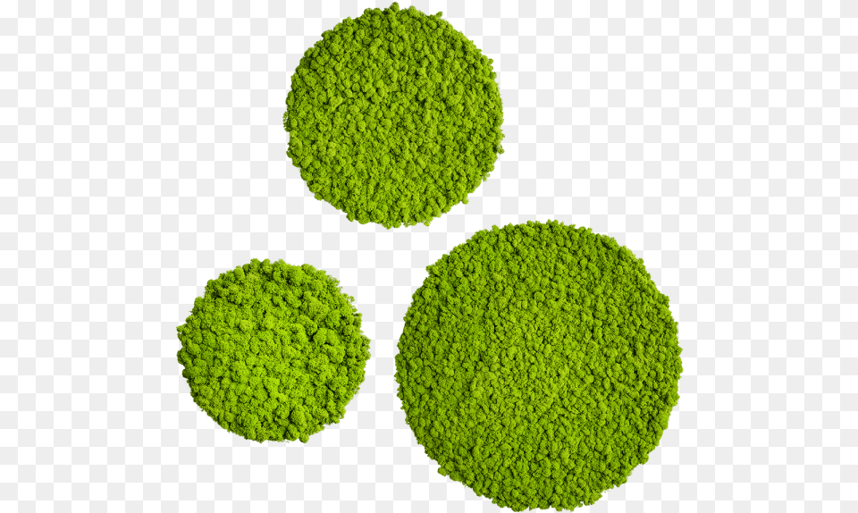 Moss Moss Plant, Green, Vegetation, Home Decor Free Transparent Png