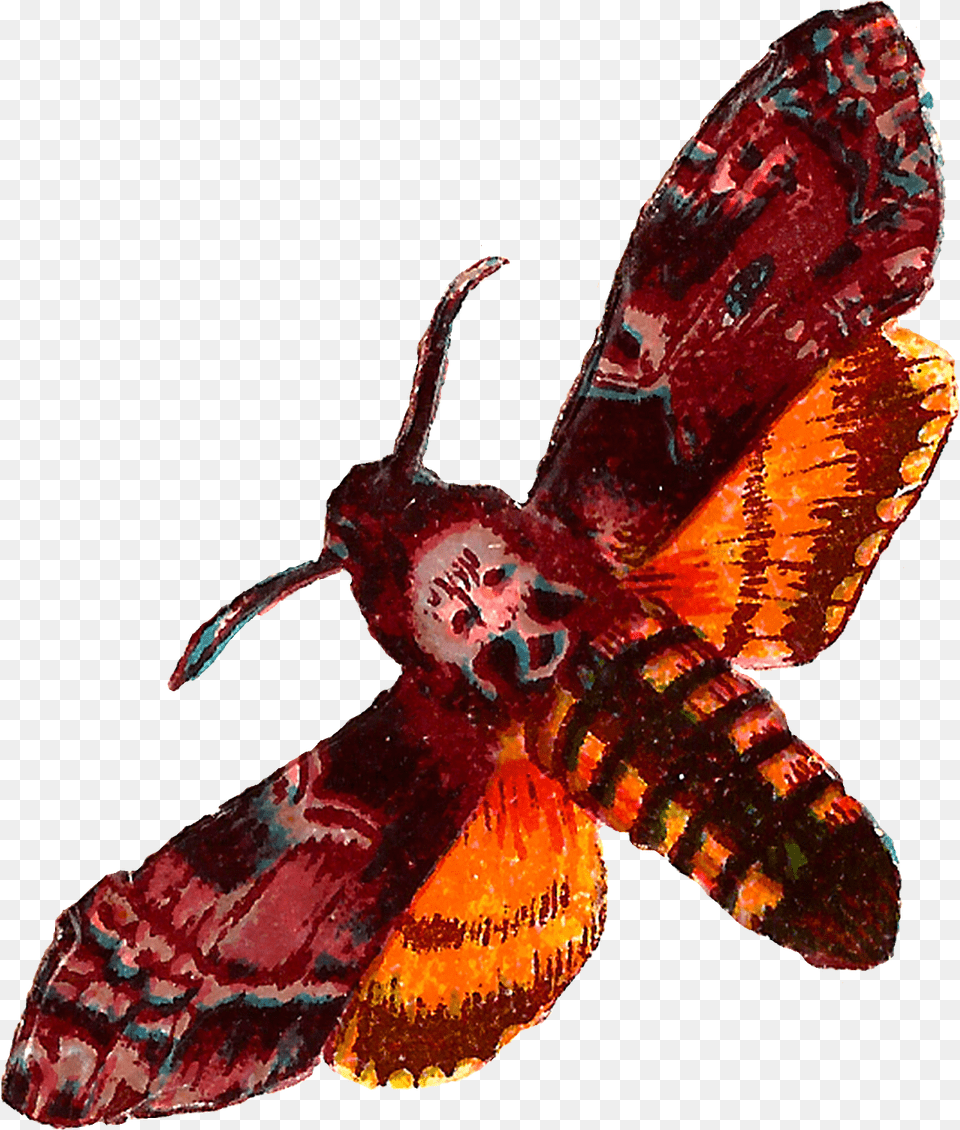 Moth Clipart Death Head Moth, Animal, Bee, Insect, Invertebrate Free Transparent Png