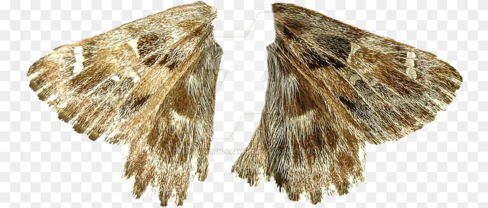 Moth Wings Moth Wings Animal, Butterfly, Insect, Invertebrate Free Transparent Png