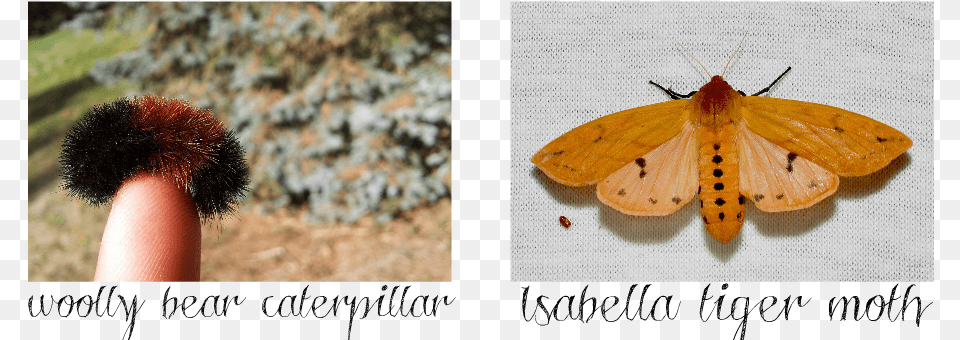 Transparent Moths Isabella Tiger Moth, Animal, Insect, Invertebrate, Butterfly Free Png