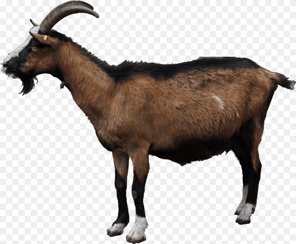Transparent Mountain Goat Mountain Goat Transparent Background, Livestock, Animal, Antelope, Mammal Free Png Download