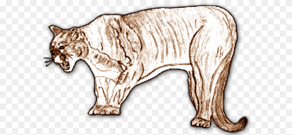 Transparent Mountain Lion Cat, Art, Animal, Mammal Png