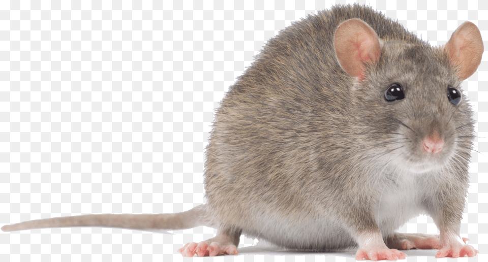 Transparent Mouse Animal Mouse Animal, Mammal, Rodent, Rat Png
