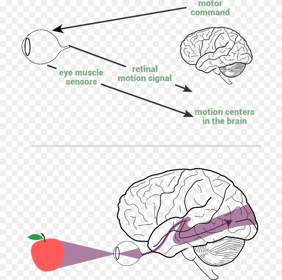 Transparent Movement Lines Blank Brain Diagram Png Image