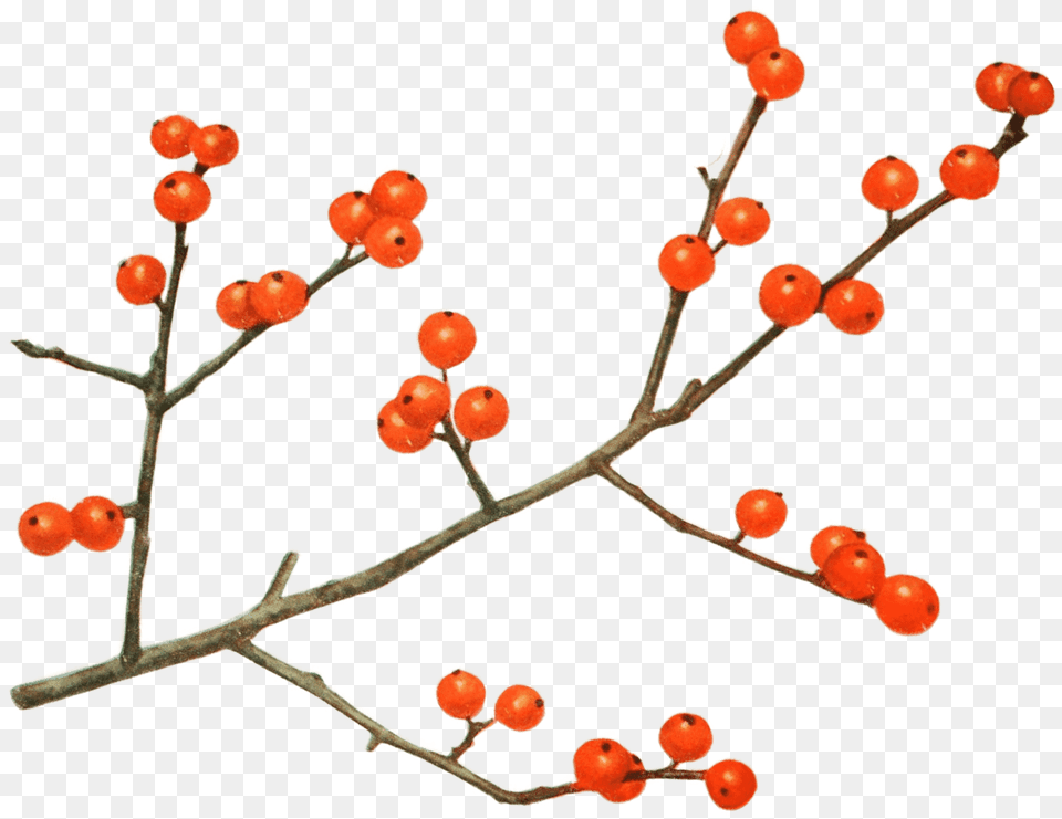 Transparent Mulled Wine Clipart Currant, Produce, Food, Fruit, Plant Free Png