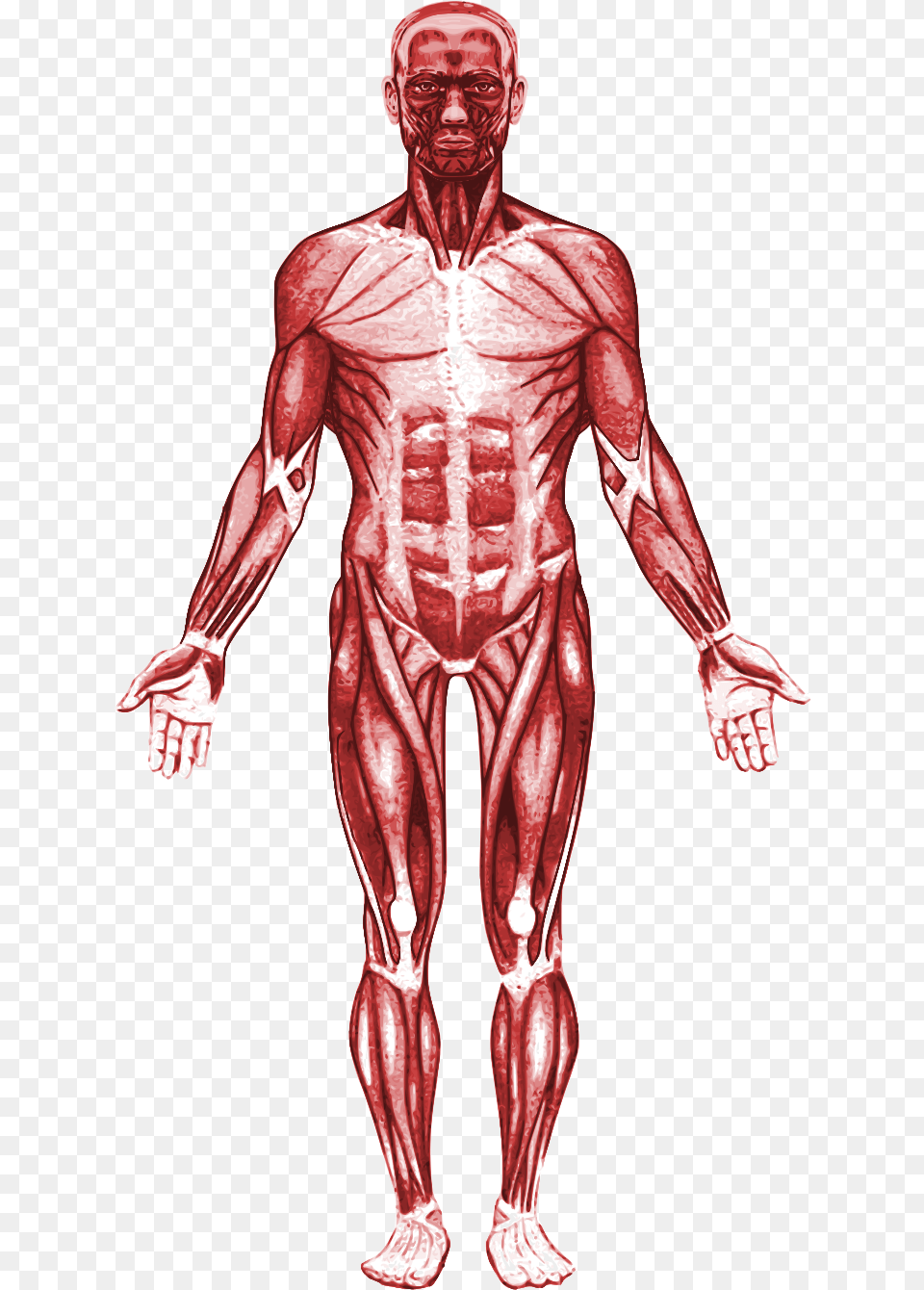 Transparent Muscular System, Adult, Skin, Person, Man Free Png Download