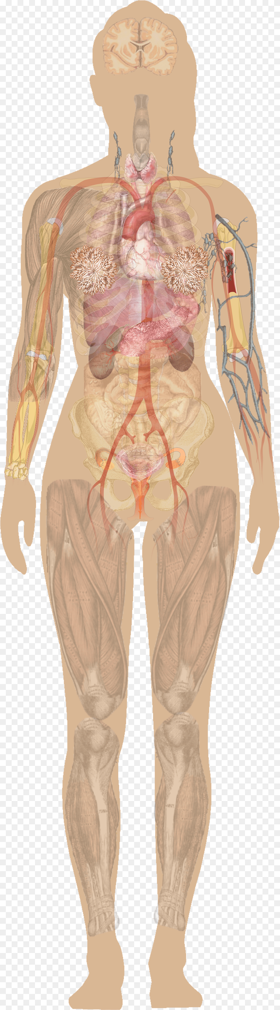 Transparent Muscular System Human Diagram Without Labels Png Image