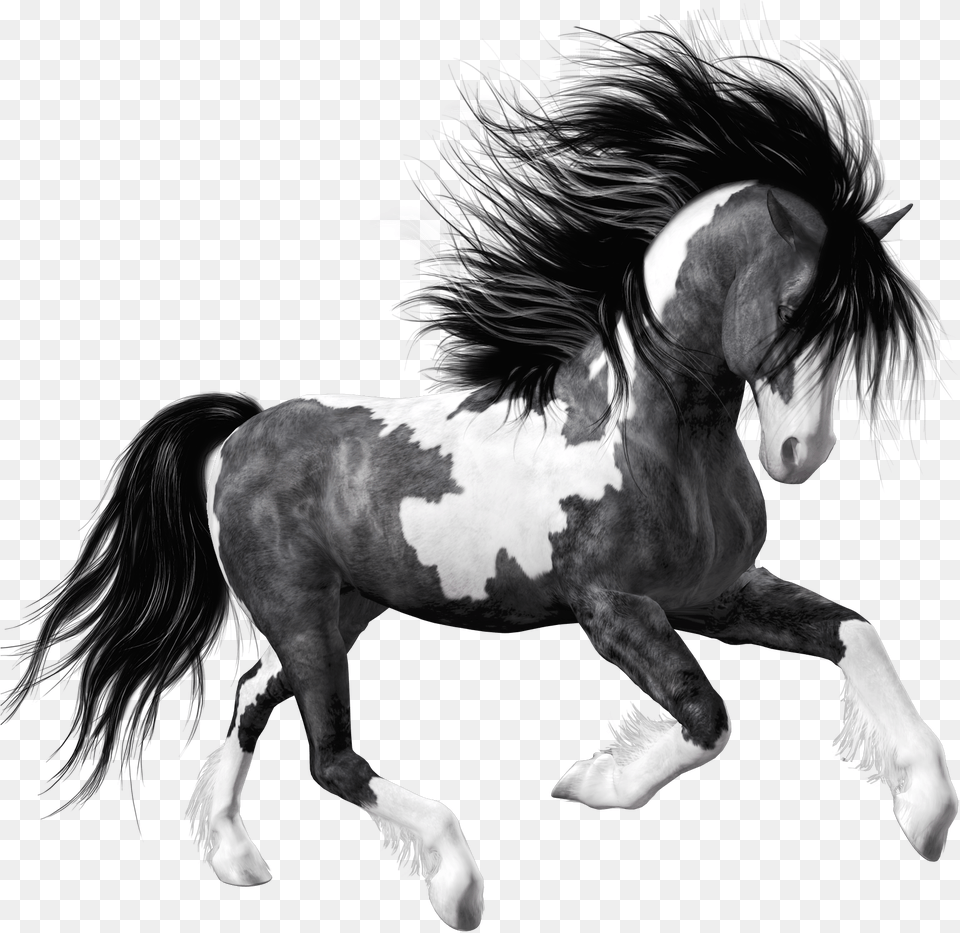 Transparent Mustang Horse Clipart Black And White Horse, Animal, Colt Horse, Mammal, Andalusian Horse Png Image