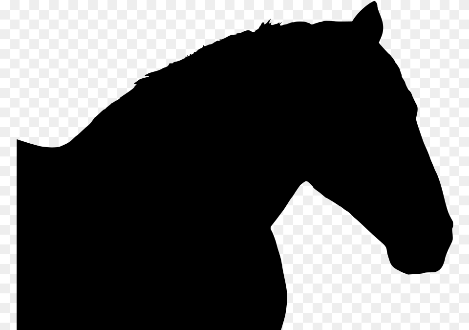 Transparent Mustang Horse Stallion, Gray Free Png