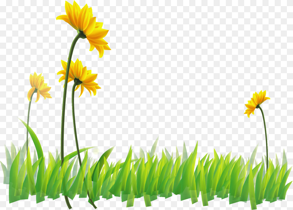 Narcissus Clipart Sunflower, Daisy, Flower, Grass, Plant Free Transparent Png