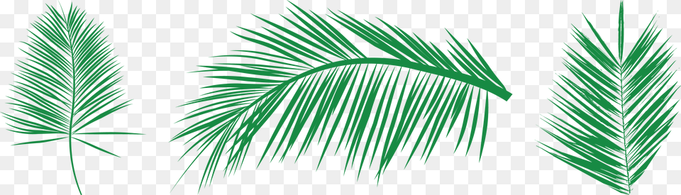 Transparent Needle And Thread Clipart Free Vectors Palm Leaf, Grass, Plant, Tree, Vegetation Png Image