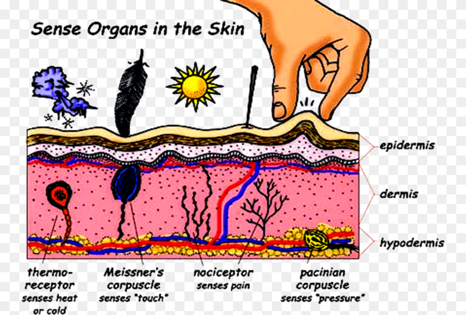 Transparent Nervous System Clipart, Animal, Bird, Chart, Plot Png