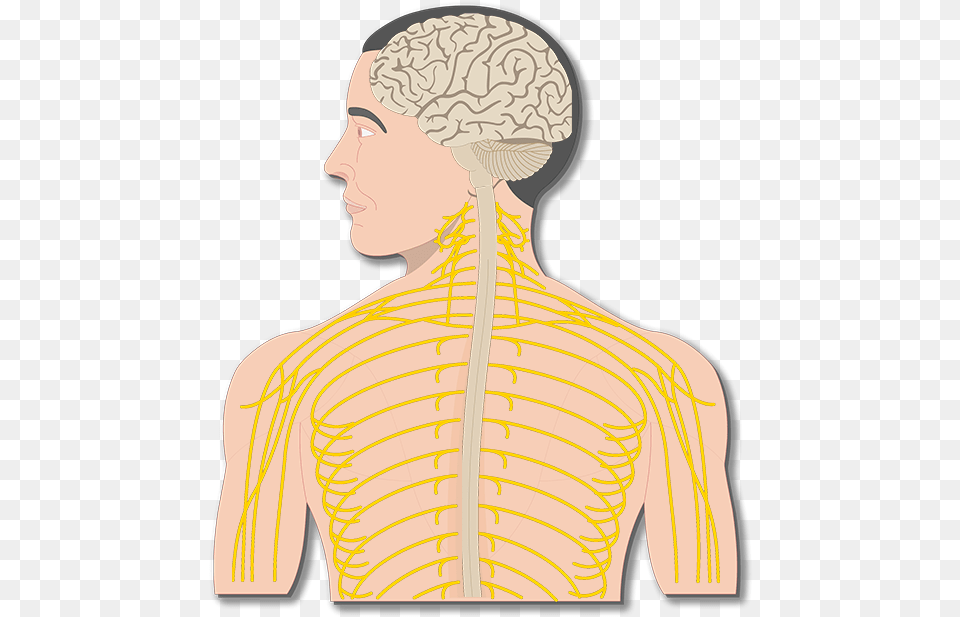 Transparent Nervous System Diagram Main Organs Of The Nervous System, Body Part, Face, Head, Neck Png