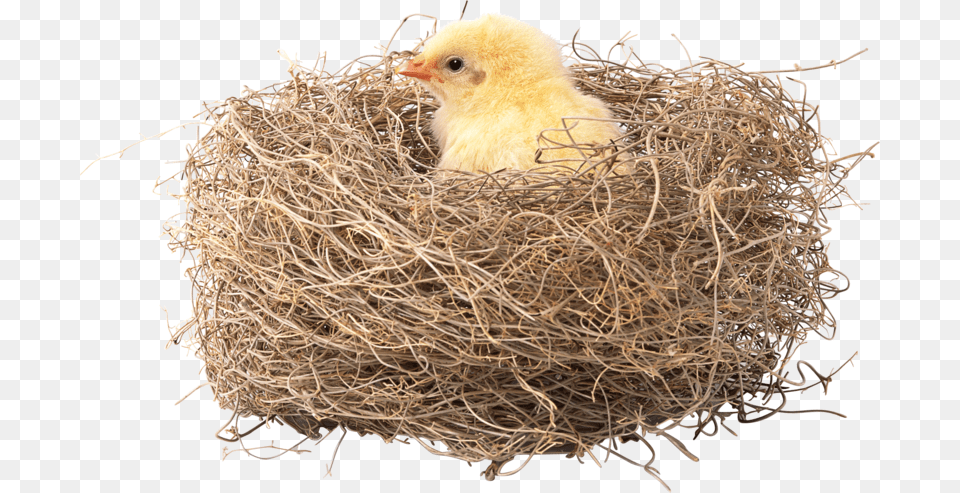 Transparent Nest Nest Pic In Hd, Animal, Bird, Chicken, Fowl Free Png Download